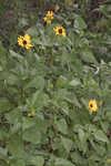 Cucumberleaf sunflower